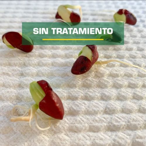 Sin_Tratamiento_Poroto_Rojo_Poca_Estimulacion