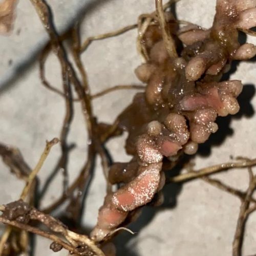 Biogrow_Nodulación