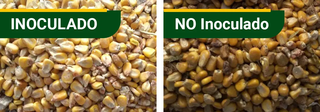 grano-humedo-no-inoculado-jpeg